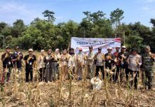 Sukses Panen Jagung Perdana, Kades Tebedak II Harapkan Hal Ini