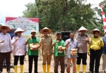 Bupati Tapsel Hadiri Panen Raya Jagung di Batangtoru