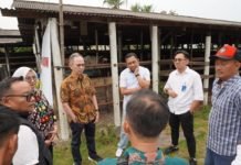 OJK Dorong Penguatan Ekosistem Peternakan Sapi di Lampung