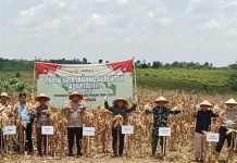 Forkopimda PALI Perkuat Ketahanan Pangan Lewat Panen Raya Jagung Serentak Kuartal III