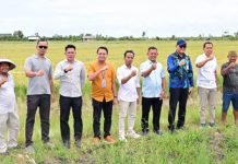 Padi Biosalin, Inovasi Cerdas Ubah Tambak Asin Jadi Sawah Produktif di Lampung Selatan