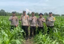 Lahan Jagung Anggota Polri Jadi Contoh Program Ketahanan Pangan Polres OKI