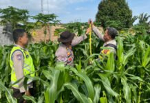 Cegah Hama dan Pencurian, Polres OKI Perketat Pengawasan Lahan Jagung Binaan