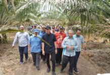 Petani Sawit OKI Manfaatkan 778 Hektare Lahan PSR untuk Tanam Padi Gogo