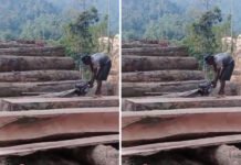 Video Diduga Pembalakan Liar di Pesisir Barat Viral, Warga Khawatir Picu Bencana