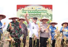 Sinergi Polres OKI dan Pemda Warnai Panen Raya Jagung Serentak