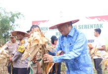 Di Tengah Pemulihan Bencana, Tapsel Gelar Panen Raya Jagung