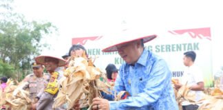 Di Tengah Pemulihan Bencana, Tapsel Gelar Panen Raya Jagung