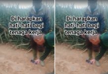 Jejak Misterius di Kebun Nanas Milik PT Great Giant Pineapple Dipastikan Tapak Harimau Sumatra