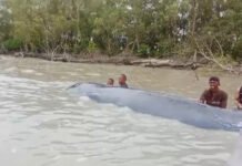 Ikan Paus Terdampar di Sungai Somor OKI, Warga Berjibaku Selamatkan ke Laut