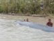 Ikan Paus Terdampar di Sungai Somor OKI, Warga Berjibaku Selamatkan ke Laut