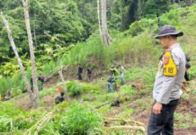 Penemuan Ladang Ganja 3 Hektar di Empat Lawang, 8 Karung Siap Edar Diamankan