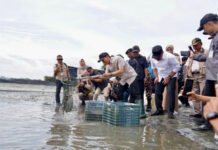 Sumbang Devisa, Tambak Udang OKI Dipasok Listrik Andal