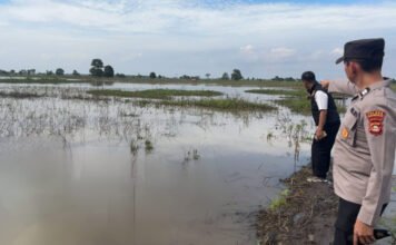 Warga Desa Penyandingan Temukan Mayat Perempuan Mengapung di Sawah