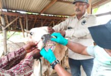 Pengendalian PMK Diperkuat, Pemprov Lampung Genjot Vaksinasi dan Edukasi Peternak Jelang Idul Adha