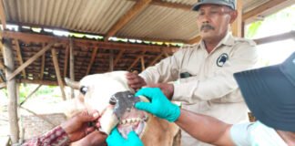 Pengendalian PMK Diperkuat, Pemprov Lampung Genjot Vaksinasi dan Edukasi Peternak Jelang Idul Adha