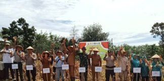 Desa Benakat Minyak Gelar Panen Jagung Perdana