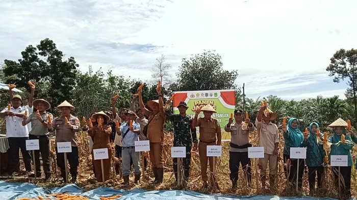 Desa Benakat Minyak Gelar Panen Jagung Perdana