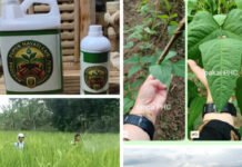 PHC Buktikan Hasil, Saatnya Petani Lampung Beralih ke Pupuk Hayati Cair