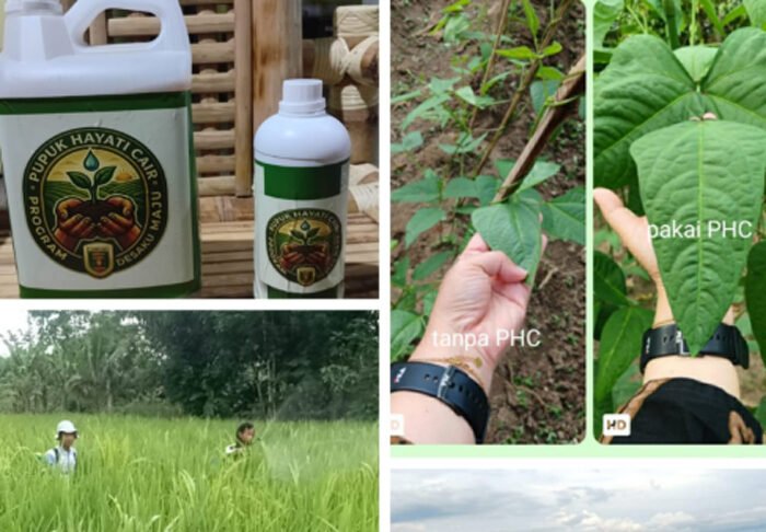 PHC Buktikan Hasil, Saatnya Petani Lampung Beralih ke Pupuk Hayati Cair