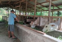 Jurnalis Padangsidimpuan Kembangkan Usaha Ternak Sapi Kurban