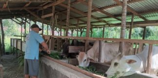 Jurnalis Padangsidimpuan Kembangkan Usaha Ternak Sapi Kurban
