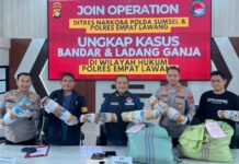 Operasi Gabungan Polda Sumsel Bongkar Ladang Ganja 20 Hektar di Empat Lawang