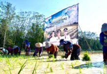 OKI Jadi Lokus Utama Percepatan Tanam Padi Sumsel, Target 111 Ribu Hektare