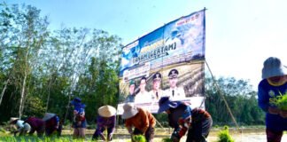 OKI Jadi Lokus Utama Percepatan Tanam Padi Sumsel, Target 111 Ribu Hektare