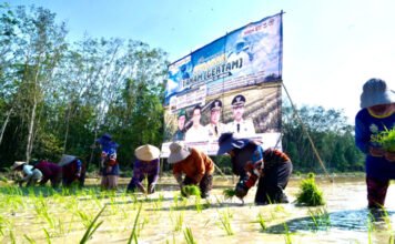OKI Jadi Lokus Utama Percepatan Tanam Padi Sumsel, Target 111 Ribu Hektare