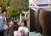 Sapi 1,1 Ton Milik Peternak OKI Jadi Pilihan Kurban Presiden Prabowo