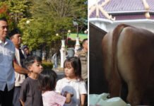 Sapi 1,1 Ton Milik Peternak OKI Jadi Pilihan Kurban Presiden Prabowo