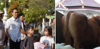 Sapi 1,1 Ton Milik Peternak OKI Jadi Pilihan Kurban Presiden Prabowo