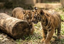 Lembah Hijau Ukir Sejarah, Dua Bayi Harimau Sumatera Lahir dari Indukan Penyintas Jerat