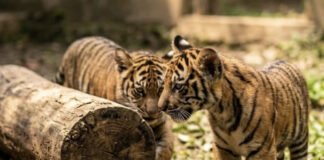 Lembah Hijau Ukir Sejarah, Dua Bayi Harimau Sumatera Lahir dari Indukan Penyintas Jerat