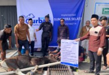 Semangat Berbagi Idul Adha, BRI Region 4 Palembang Salurkan 45 Hewan Kurban di Sumsel, Jambi, dan Babel