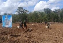 Satgas TMMD Kodim 0402/OKI Tanam Jagung 1,5 Hektar untuk Perkuat Ketahanan Pangan Desa
