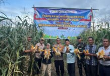 Dukung Swasembada Pangan, Polres Muratara Gelar Panen Raya Jagung Serentak Kuartal II 2026