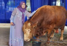Permintaan Hewan Kurban Naik Tajam, Pengiriman Sapi dari Lampung Tembus 60 Ribu Ekor