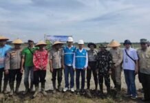 Akselerasi Ketahanan Pangan Daerah, PLN Hadirkan Listrik Andal untuk Pertanian Modern