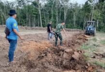 TMMD Ke-128 Kodim 0402/OKI Ubah 1,5 Hektar Lahan Jadi Kebun Jagung Produktif