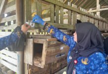 Lampung Kerahkan 1.229 Petugas Awasi Hewan Kurban Jelang Idul Adha