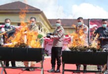 Kapolda Sumsel Pimpin Pemusnahan 200 Kilogram Ganja di Empat Lawang