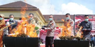 Kapolda Sumsel Pimpin Pemusnahan 200 Kilogram Ganja di Empat Lawang