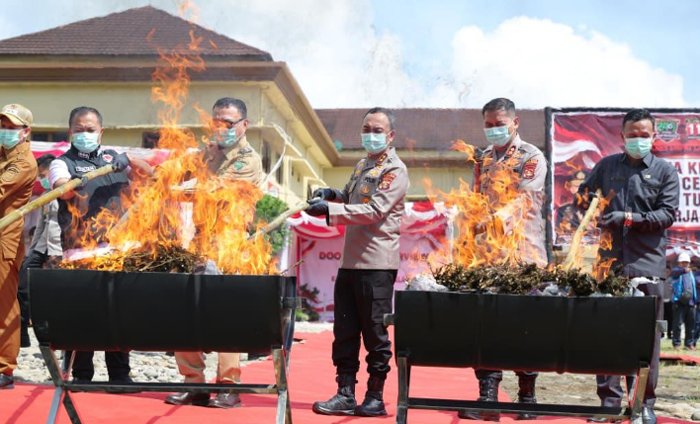 Kapolda Sumsel Pimpin Pemusnahan 200 Kilogram Ganja di Empat Lawang