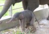 Usai Harimau, Bayi Gajah Sumatera Kembali Lahir di Lembah Hijau Lampung