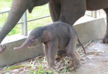 Usai Harimau, Bayi Gajah Sumatera Kembali Lahir di Lembah Hijau Lampung