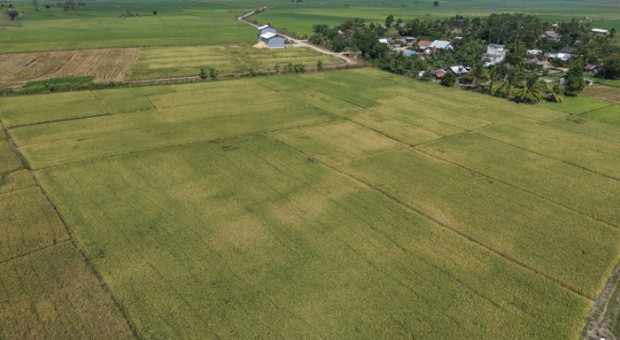 Kasdim 0402/OKI Tinjau Kesiapan Lokasi Panen Raya Serentak Bersama Presiden di Desa Jukdadak