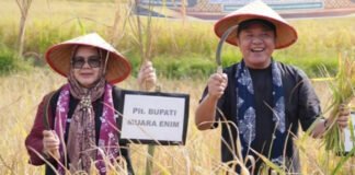Padi Lokal Semende Panen Melimpah, Muara Enim Semakin Kokoh Jadi Lumbung Pangan