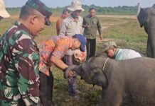TNWK Adalah Kita: Paradigma Baru Jaga Way Kambas untuk Masa Depan Gajah Sumatra